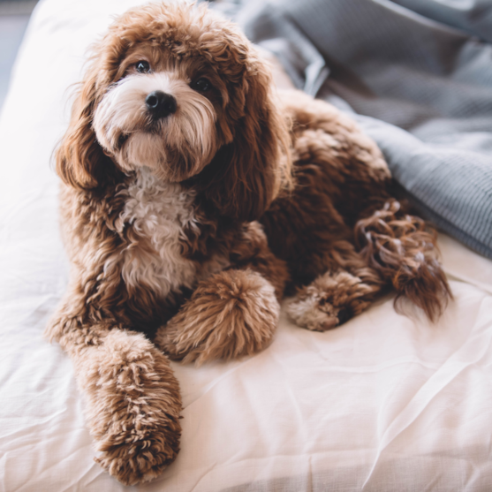 brown and white cavapoo sitting on a bed